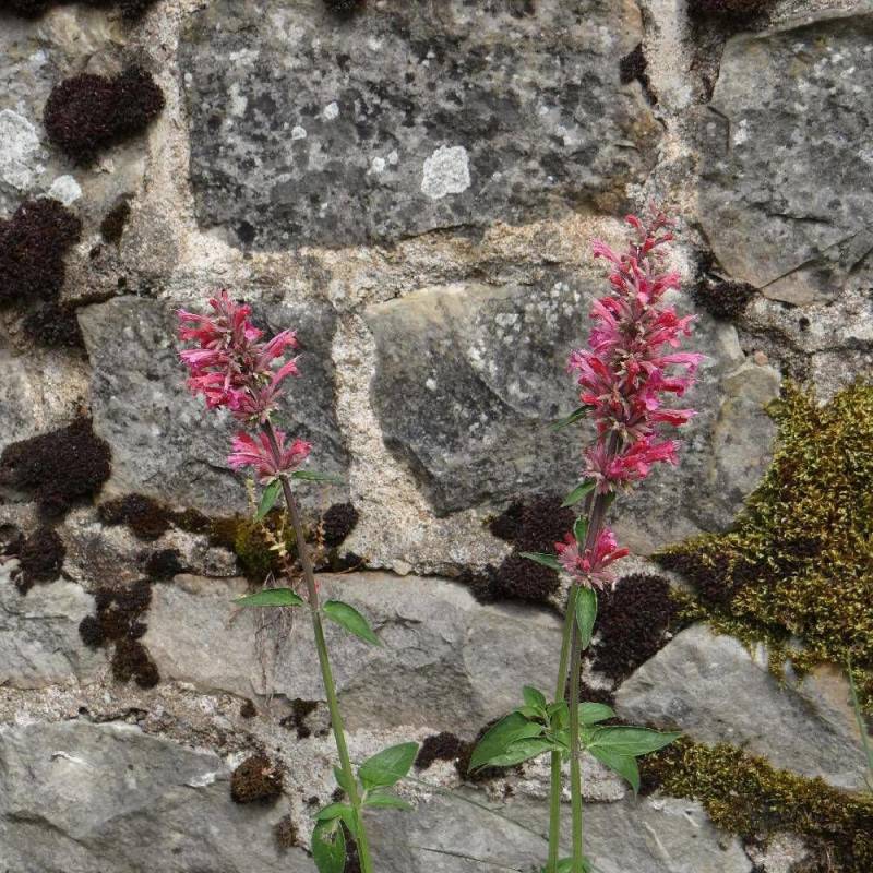 Agastache Tutti Frutti à fleurs Rose - feuillage Semi-Persistant - Godet - 5/20 cm-  hauteur à maturité De 0,15 m à 0,50 m