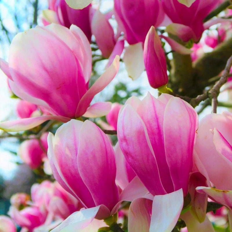 Magnolia de Soulange 'Beugnon' (Magnolia soulangeana 'Beugnon') - Godet - Taille 20/40cm - Pépinières Naudet - Imagen 1