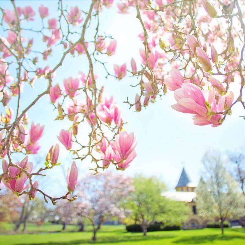 Magnolia de Soulange 'Beugnon' (Magnolia soulangeana 'Beugnon') - Godet - Taille 20/40cm - Pépinières Naudet - Imagen 2