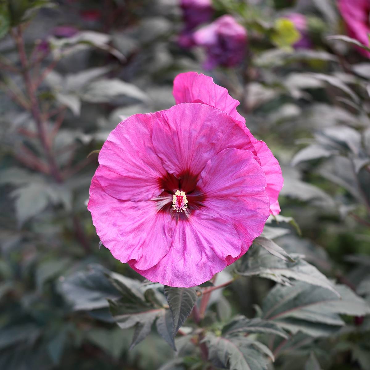 Promesse de Fleurs - Hibiscus moscheutos Summerific Berry Awesome - Hibiscus des marais  Pot de 3L/4L - Image 1