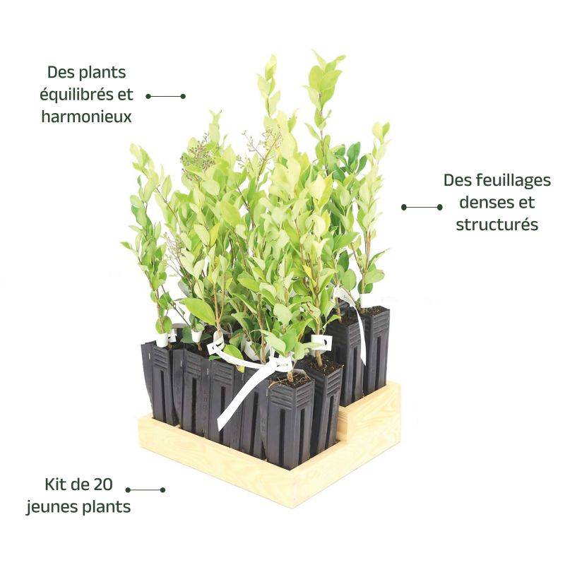 20 Troènes Du Japon (Ligustrum Japonicum) - Haie de Troène du Japon -  - Pépinières Naudet - Imagen 4