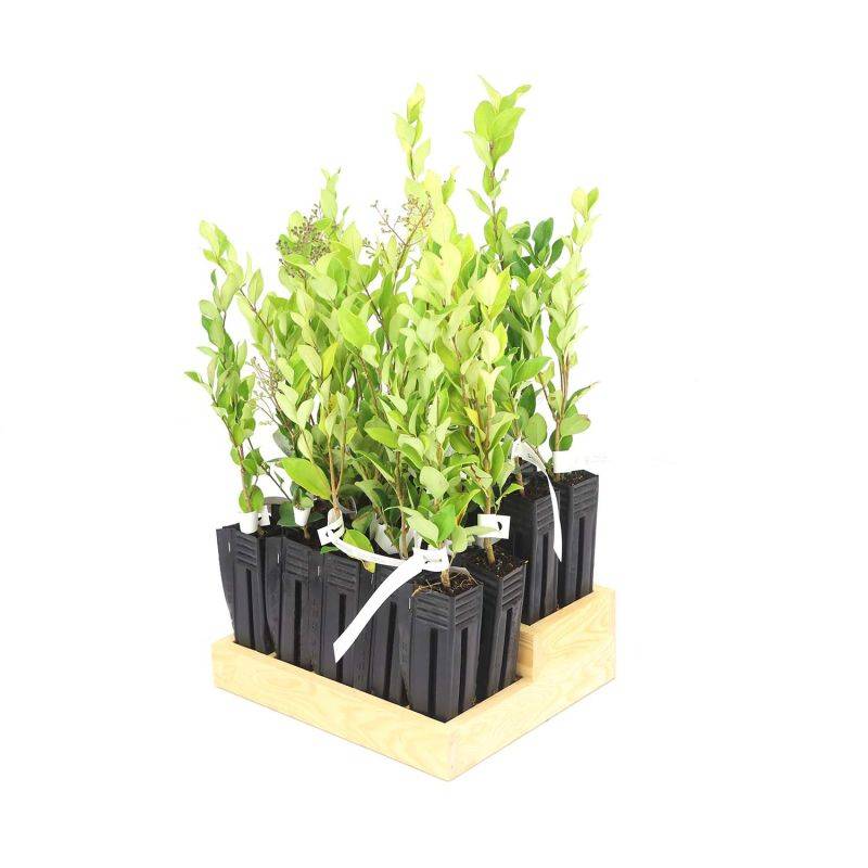 20 Troènes Du Japon (Ligustrum Japonicum) - Haie de Troène du Japon -  - Pépinières Naudet - Imagen 3