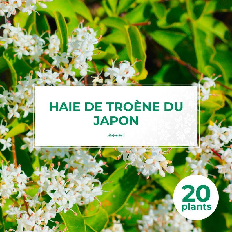 20 Troènes Du Japon (Ligustrum Japonicum) - Haie de Troène du Japon -  - Pépinières Naudet - Imagen 1