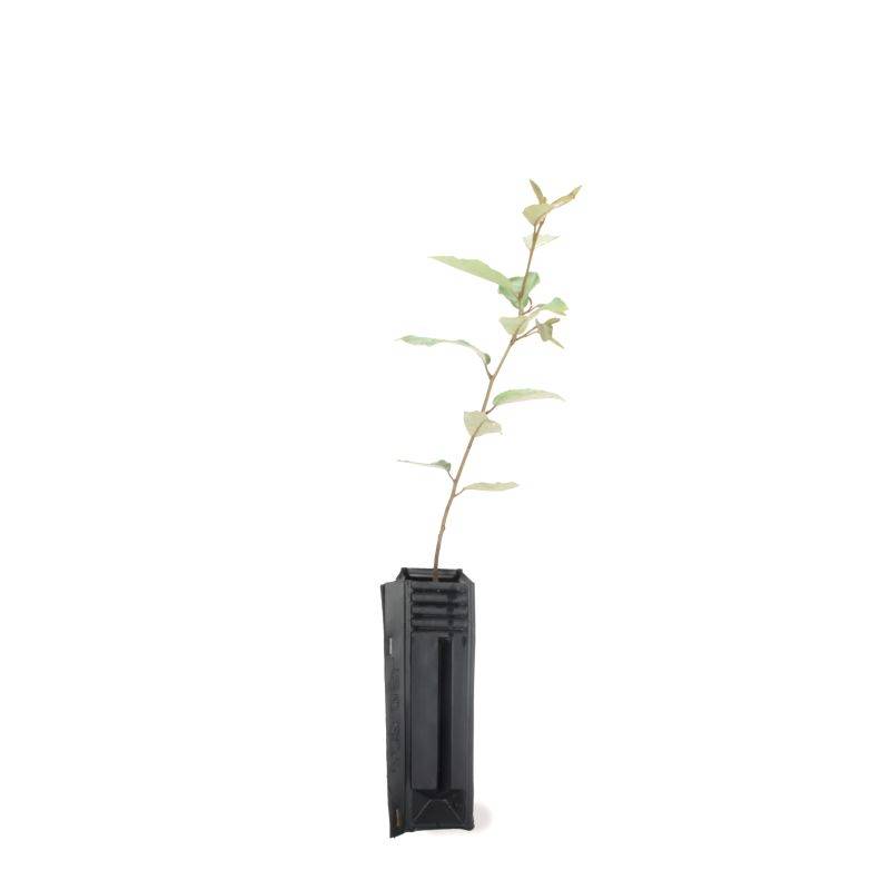 Elaeagnus (Elaeagnus ebbingei) - Godet - Taille 20/40cm - Pépinières Naudet - Image 3