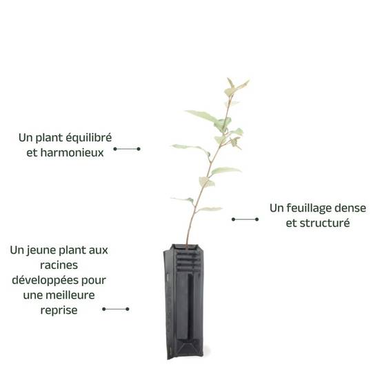 Elaeagnus (Elaeagnus ebbingei) - Godet - Taille 20/40cm - Pépinières Naudet - Image 4