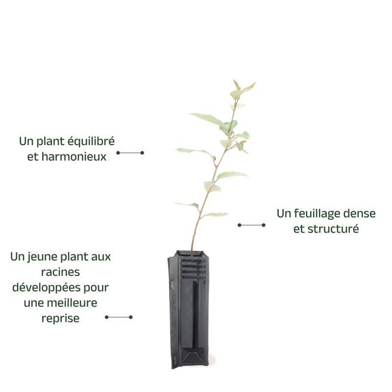 Elaeagnus (Elaeagnus ebbingei) - Godet - Taille 20/40cm - Pépinières Naudet - Image 4