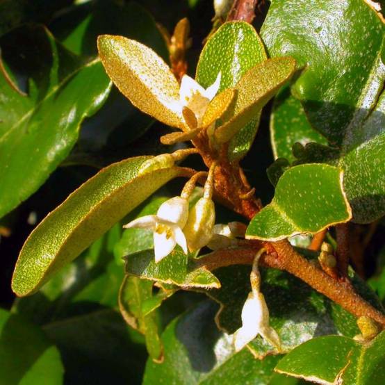 Elaeagnus (Elaeagnus ebbingei) - Godet - Taille 20/40cm - Pépinières Naudet - Image 2