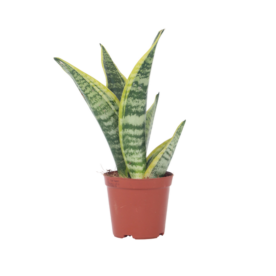 Plant In A Box - Langue de belle-mère - Sanseviera 'Futura Superba' - Hauteur 35-40cm - ⌀12cm - Image 1