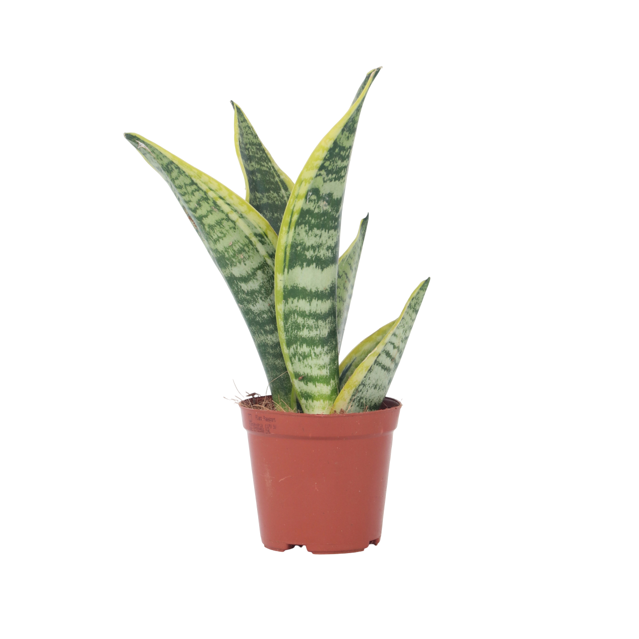 Plant In A Box - Langue de belle-mère - Sanseviera 'Futura Superba' - Hauteur 35-40cm - ⌀12cm - Image 1