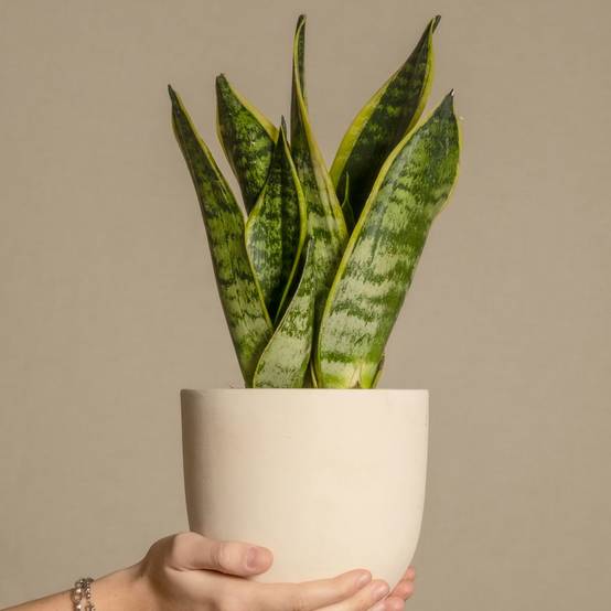 Plant In A Box - Langue de belle-mère - Sanseviera 'Futura Superba' - Hauteur 35-40cm - ⌀12cm - Image 2