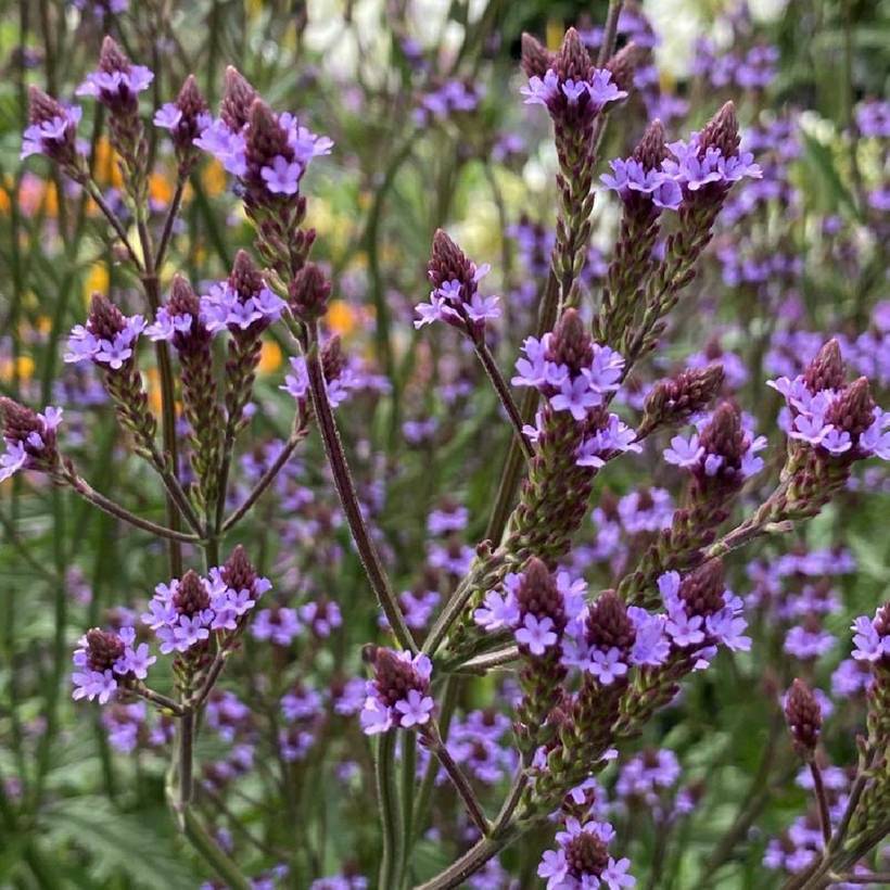 Verbena (x) macdougalii Lavender Spires - Verveine hybride Godet de 8/9 cm
