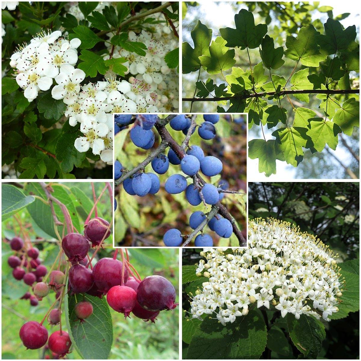 Promesse de Fleurs - Haie régionale pour le Grand-est et région Bourgogne en kit de 5m - Collection de 5 plantes