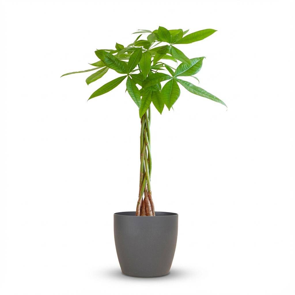 Pachira Aquatica - Pot de 21cm - Hauteur 80cm - Gris - Plantes d'intérieur
