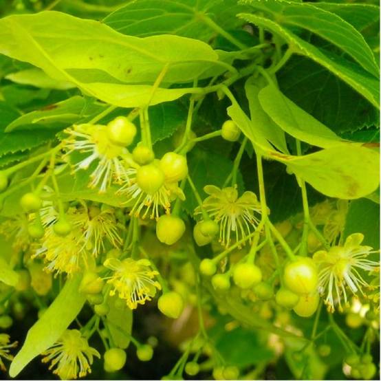 Tilleul à petites feuilles (Tilia cordata) - Godet - Taille 20/40cm - Pépinières Naudet - Image 2