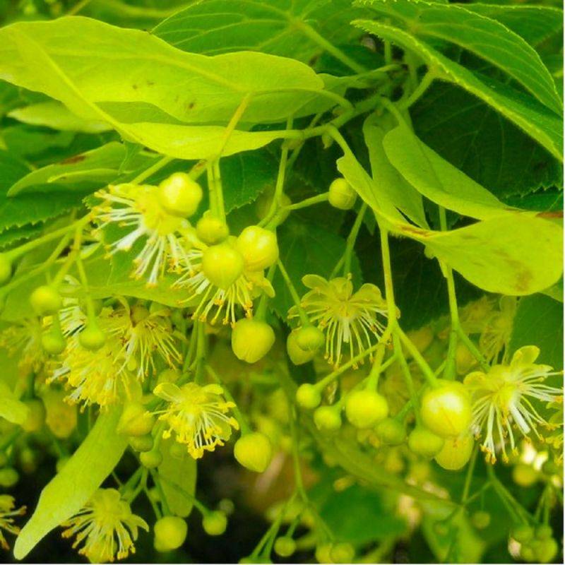 Tilleul à petites feuilles (Tilia cordata) - Godet - Taille 20/40cm - Pépinières Naudet - Image 2