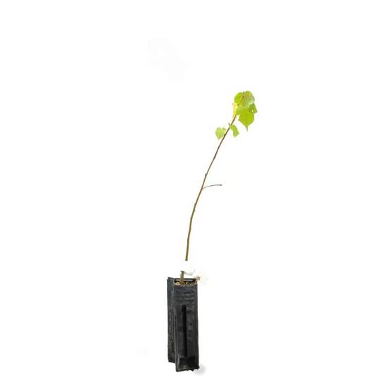 Tilleul à petites feuilles (Tilia cordata) - Godet - Taille 20/40cm - Pépinières Naudet - Image 3