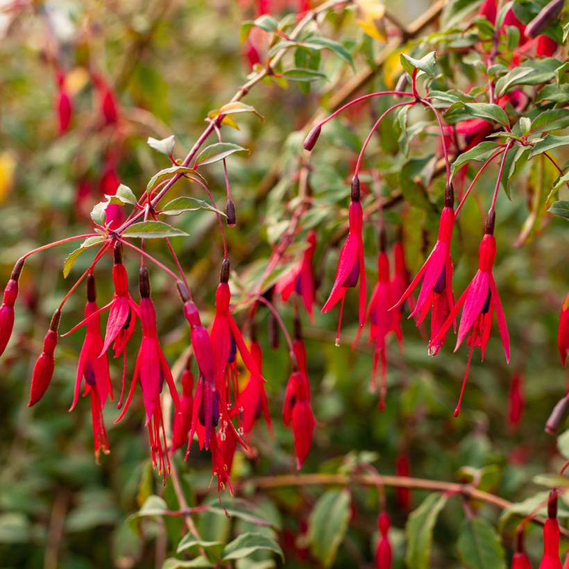 Fuchsia regia Regal Pot de 3L/4L