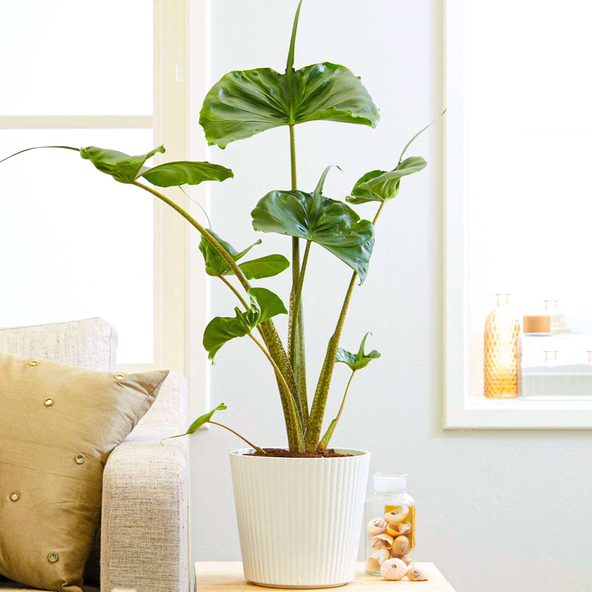 Gardenersdream - Alocasia Stingray | Plante Tropicale D’Intérieur Rare En Pot (40-50 Cm Pot Inclus) - GardenersDream - Image 1