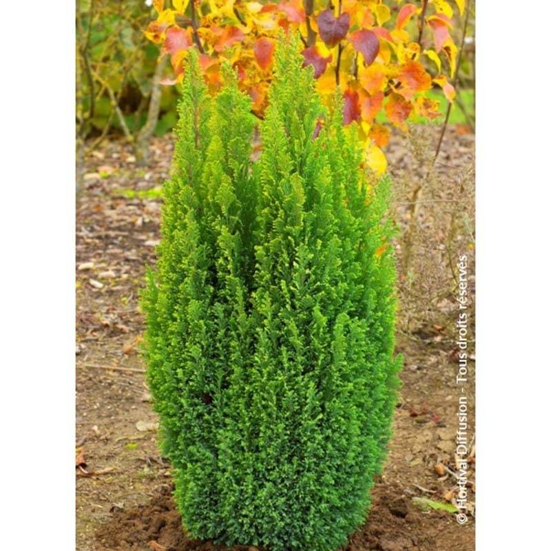 Chamaecyparis lawsoniana Ellwood's Gold -Cyprès de Lawson  Pot de 2L/3L - Image 1