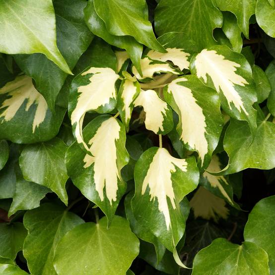 Lierre de Colchide - Hedera colchica Sulphur Heart Pot de 1,5L/2L