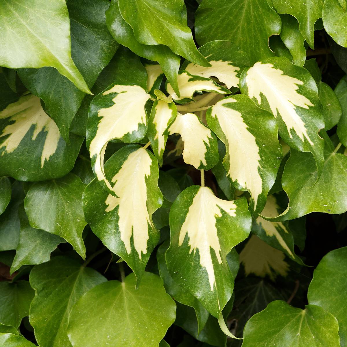 Lierre de Colchide - Hedera colchica Sulphur Heart Pot de 1,5L/2L