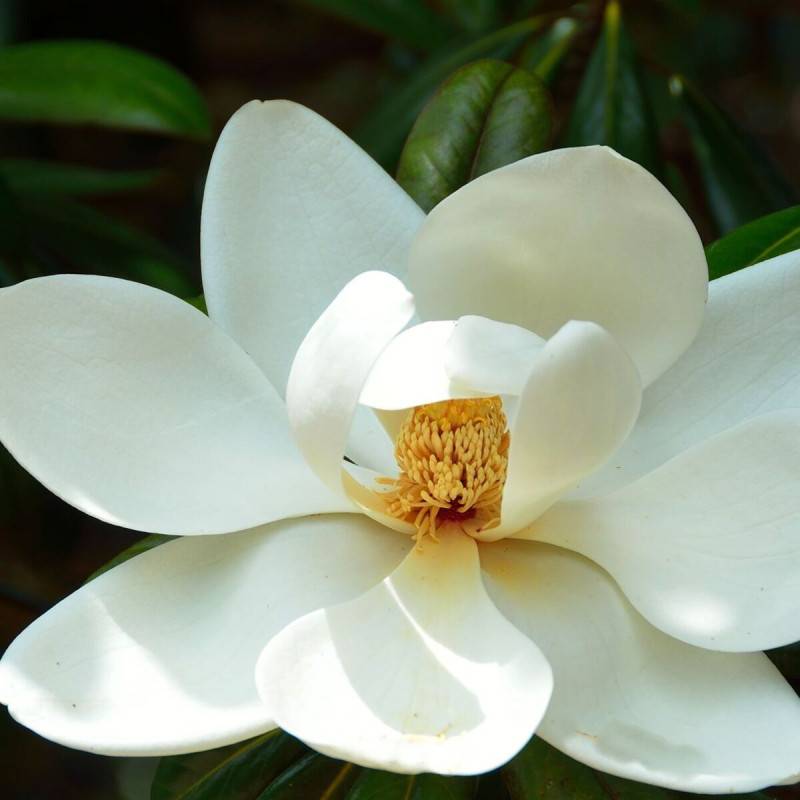 Magnolia à grandes fleurs Treyvei, Magnolia persistant à fleurs Blanche - feuillage Persistant - Pot de 4L - 40/60 cm-  hauteur à maturité De 5,00 m à - Image 5