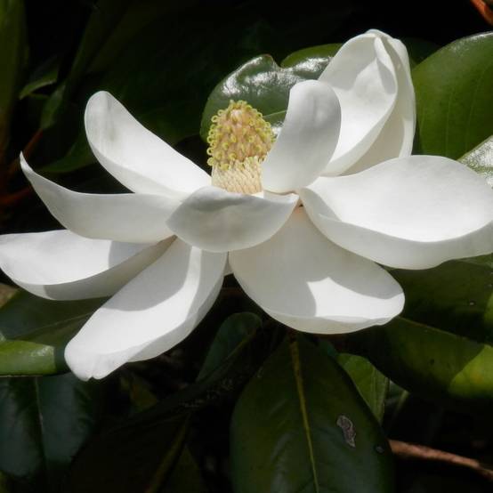 Magnolia à grandes fleurs Treyvei, Magnolia persistant à fleurs Blanche - feuillage Persistant - Pot de 4L - 40/60 cm- hauteur à maturité De 5,00 m à - Image 2