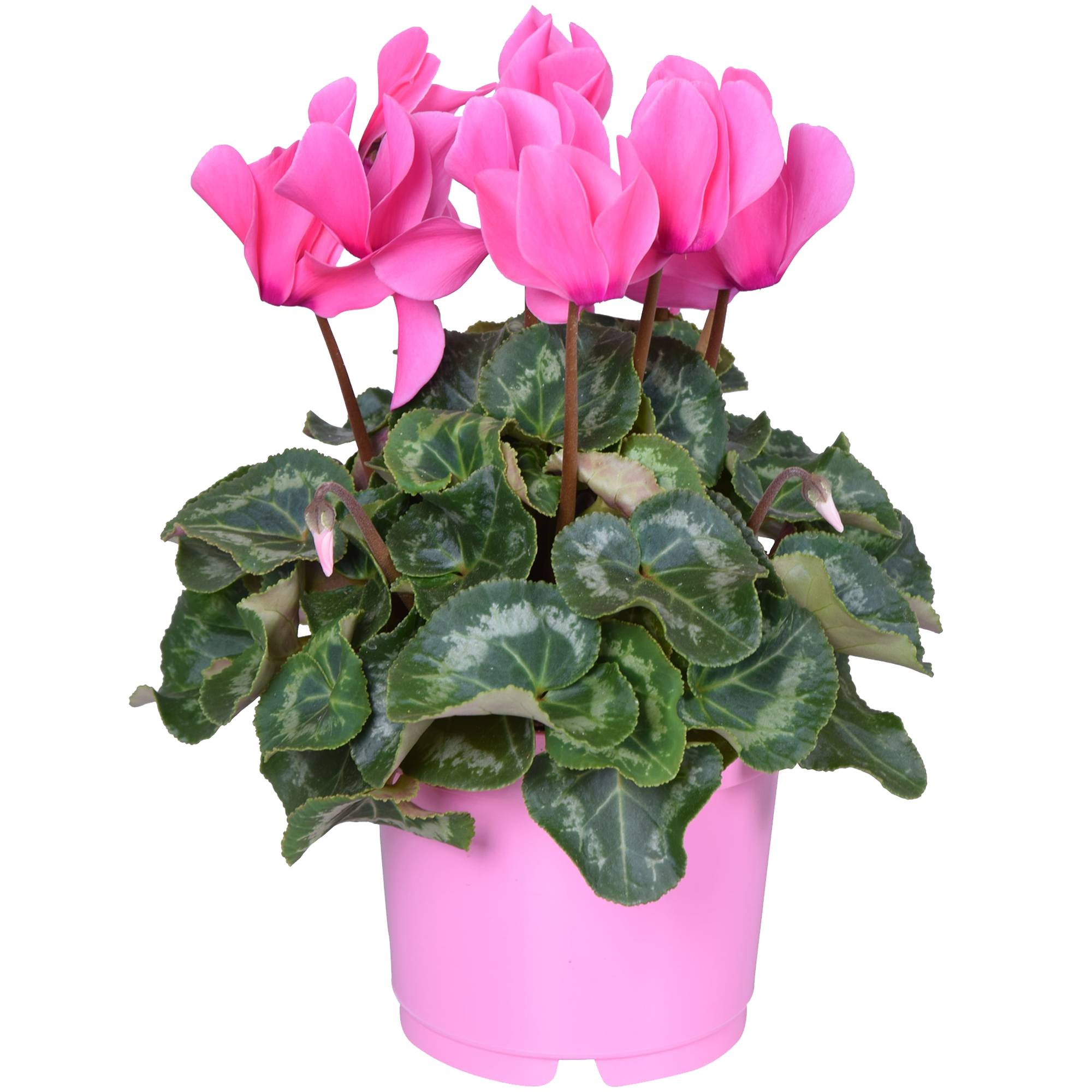 Gardenersdream - 1 X Cyclamen Persicum Rose | Plante À Feuilles Caduques Et De Floraison Abondante | En Pot De 12 Cm - GardenersDream - Imagen 2