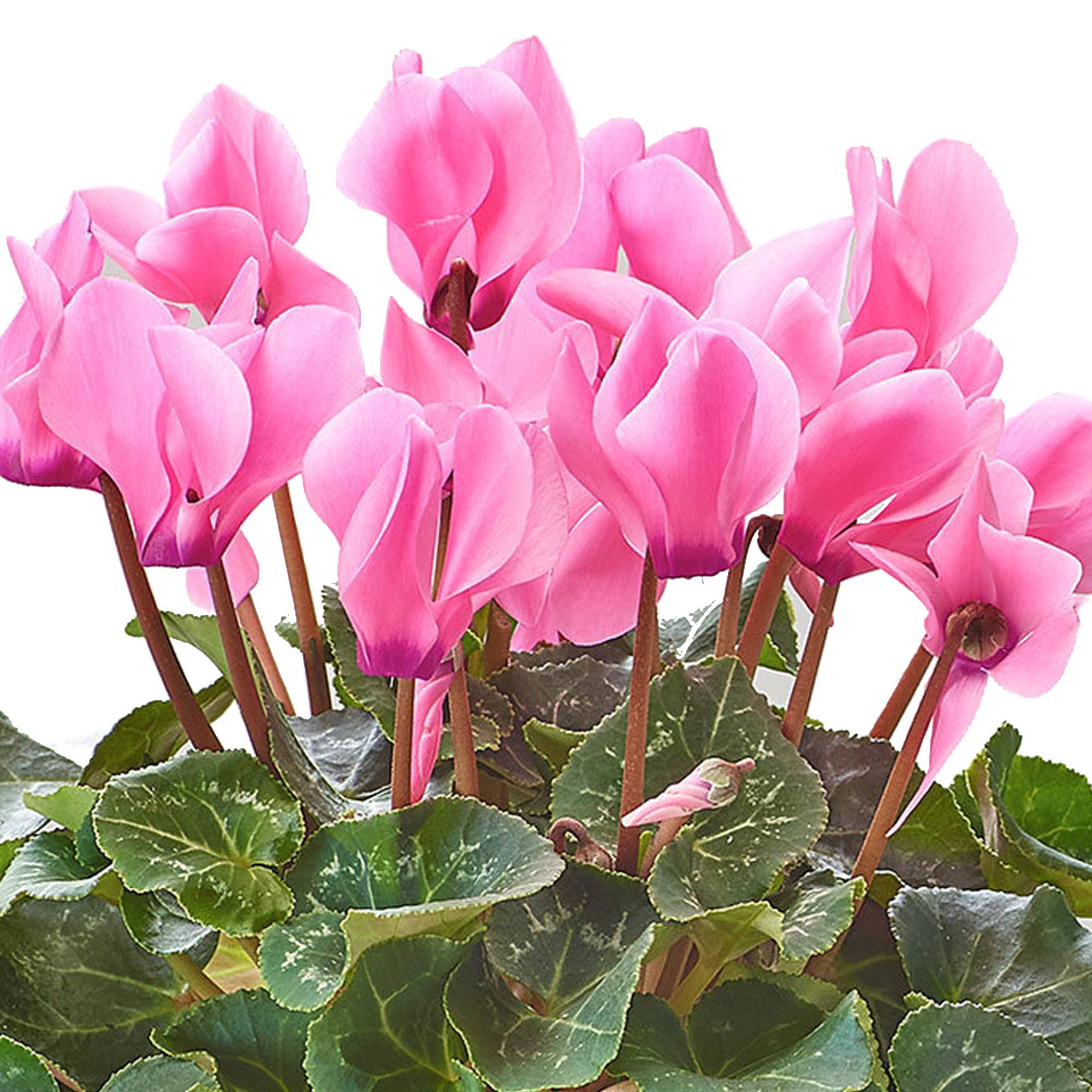Gardenersdream - 1 X Cyclamen Persicum Rose | Plante À Feuilles Caduques Et De Floraison Abondante | En Pot De 12 Cm - GardenersDream - Imagen 3