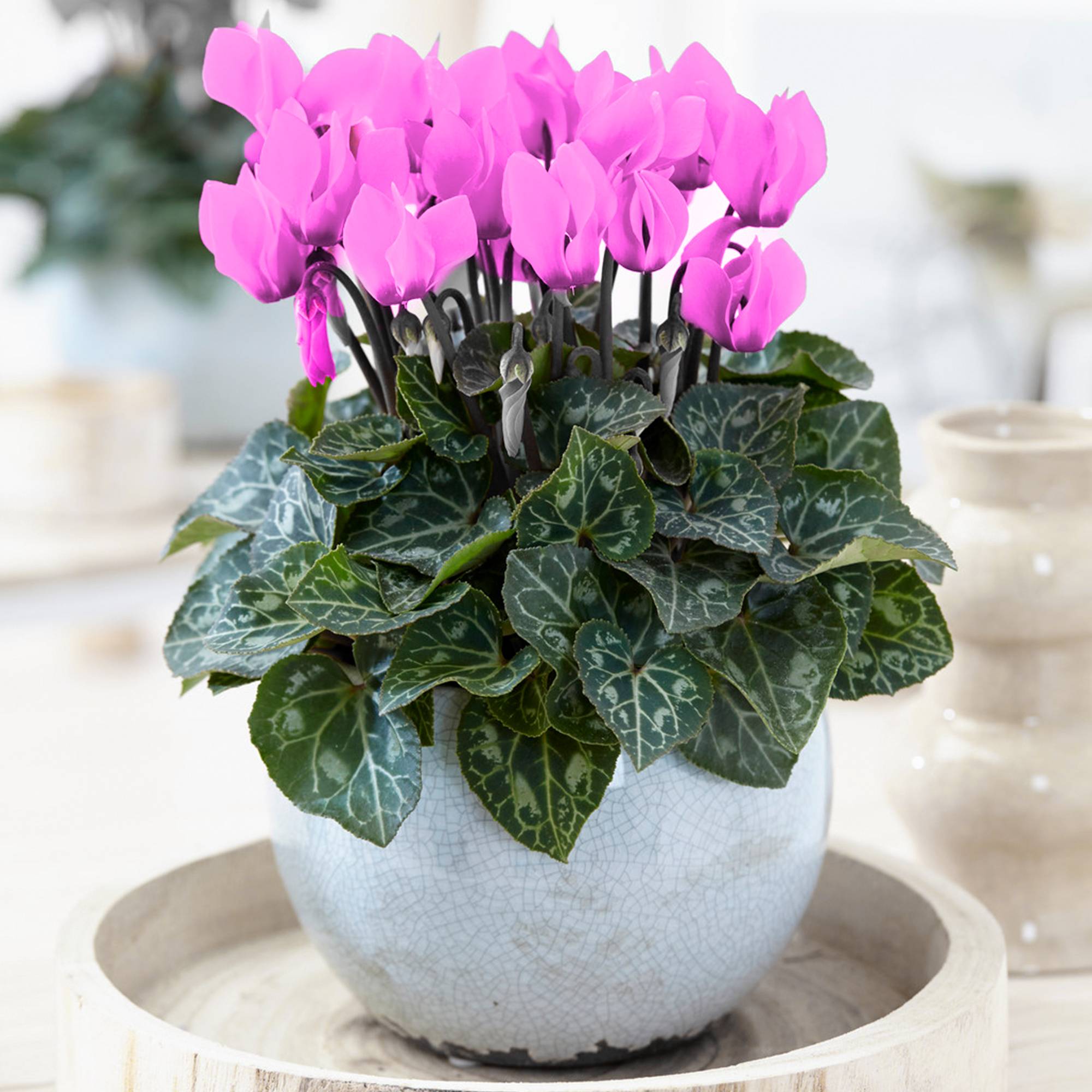 Gardenersdream - 1 X Cyclamen Persicum Rose | Plante À Feuilles Caduques Et De Floraison Abondante | En Pot De 12 Cm - GardenersDream - Imagen 1