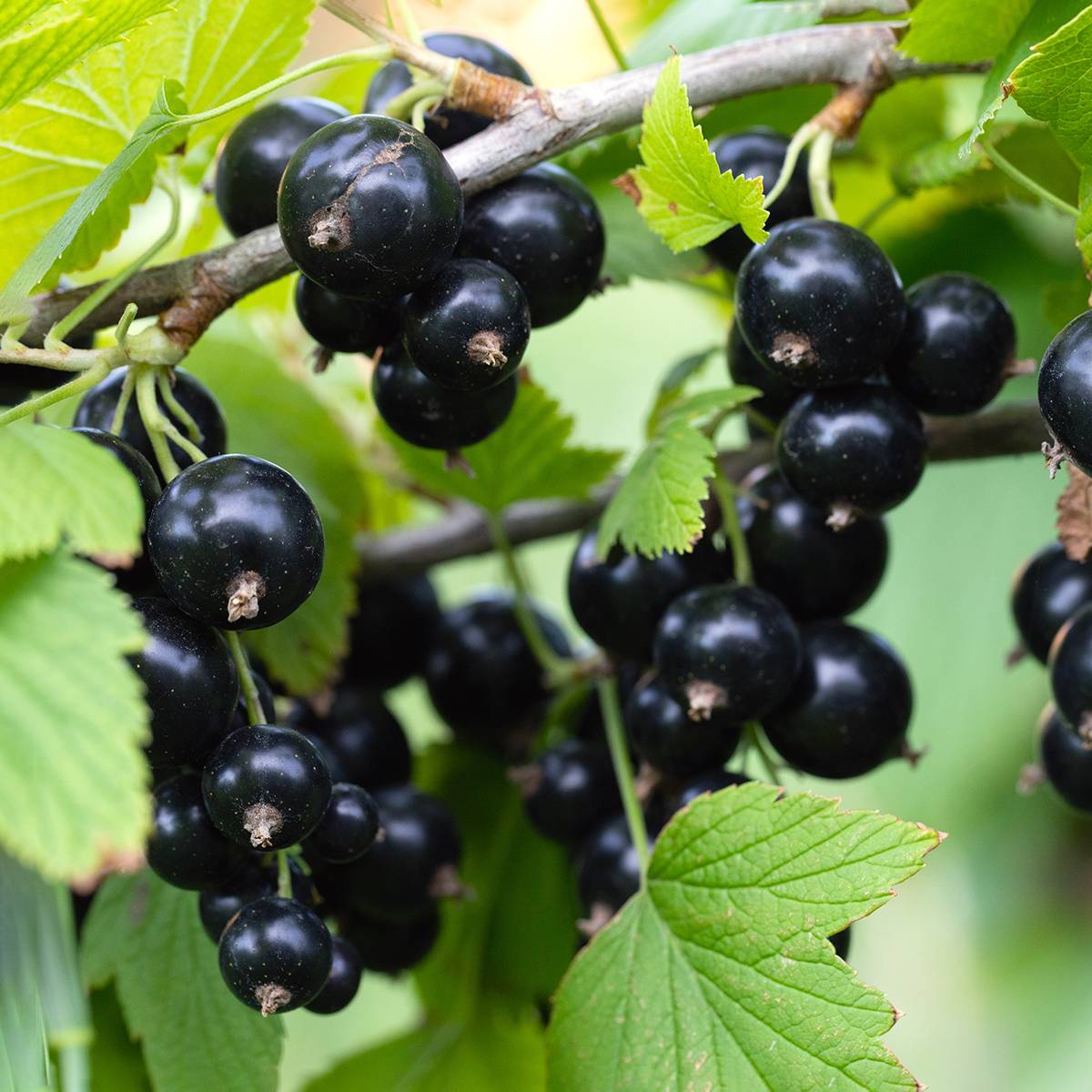 Promesse de Fleurs - Cassissier Titania Bio - Ribes nigrum Pot de 12 cm / 13 cm, Touffe
