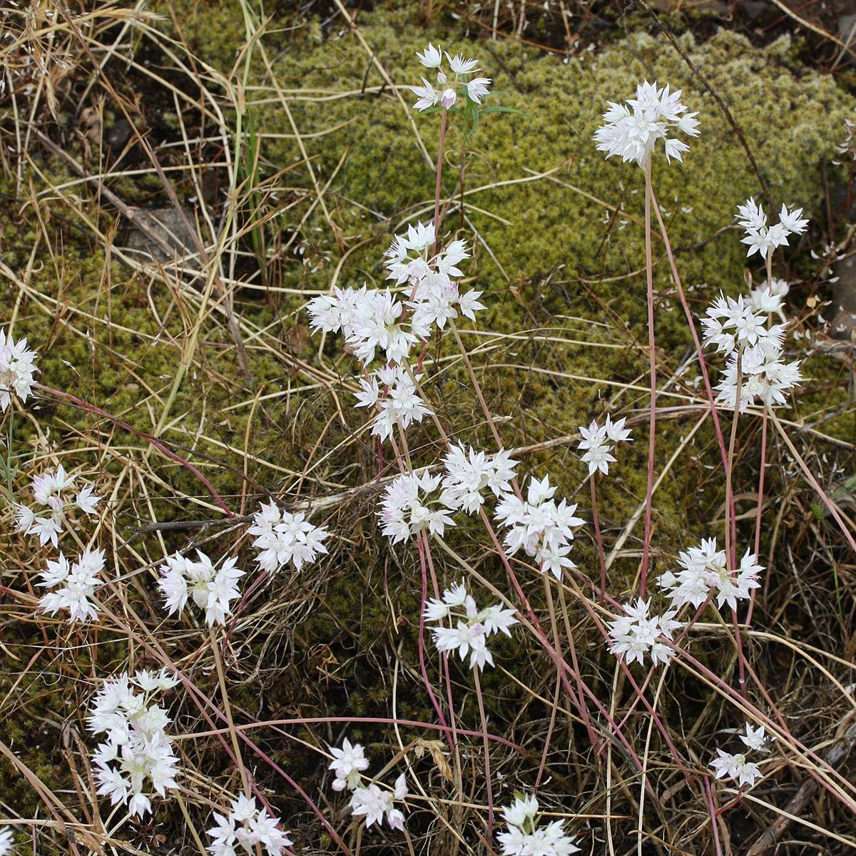 Allium amplectens Graceful - Ail d'ornement Godet de 8/9 cm calibre 4+