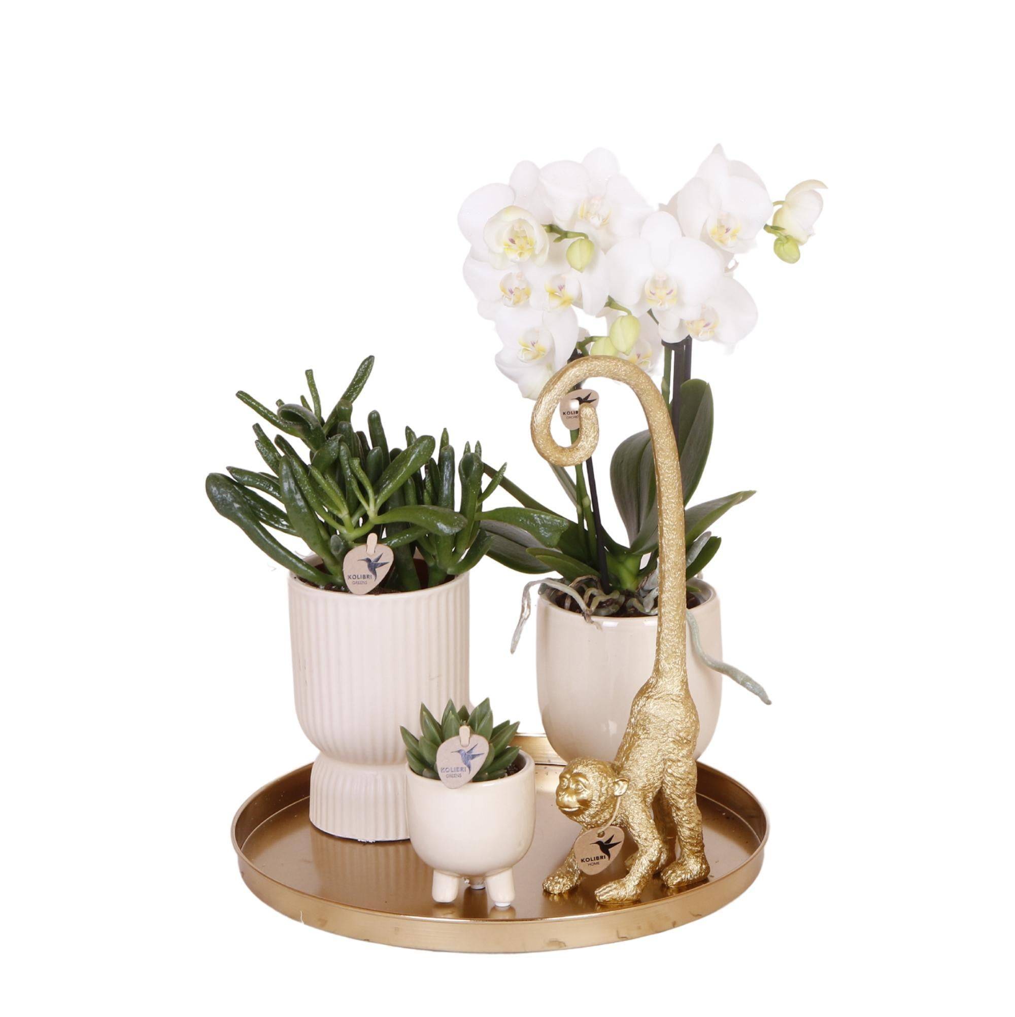 La Green Touch - Set Orchidée Blanche Phalaenopsis et Succulentes en Pots Céramique- La Green Touch