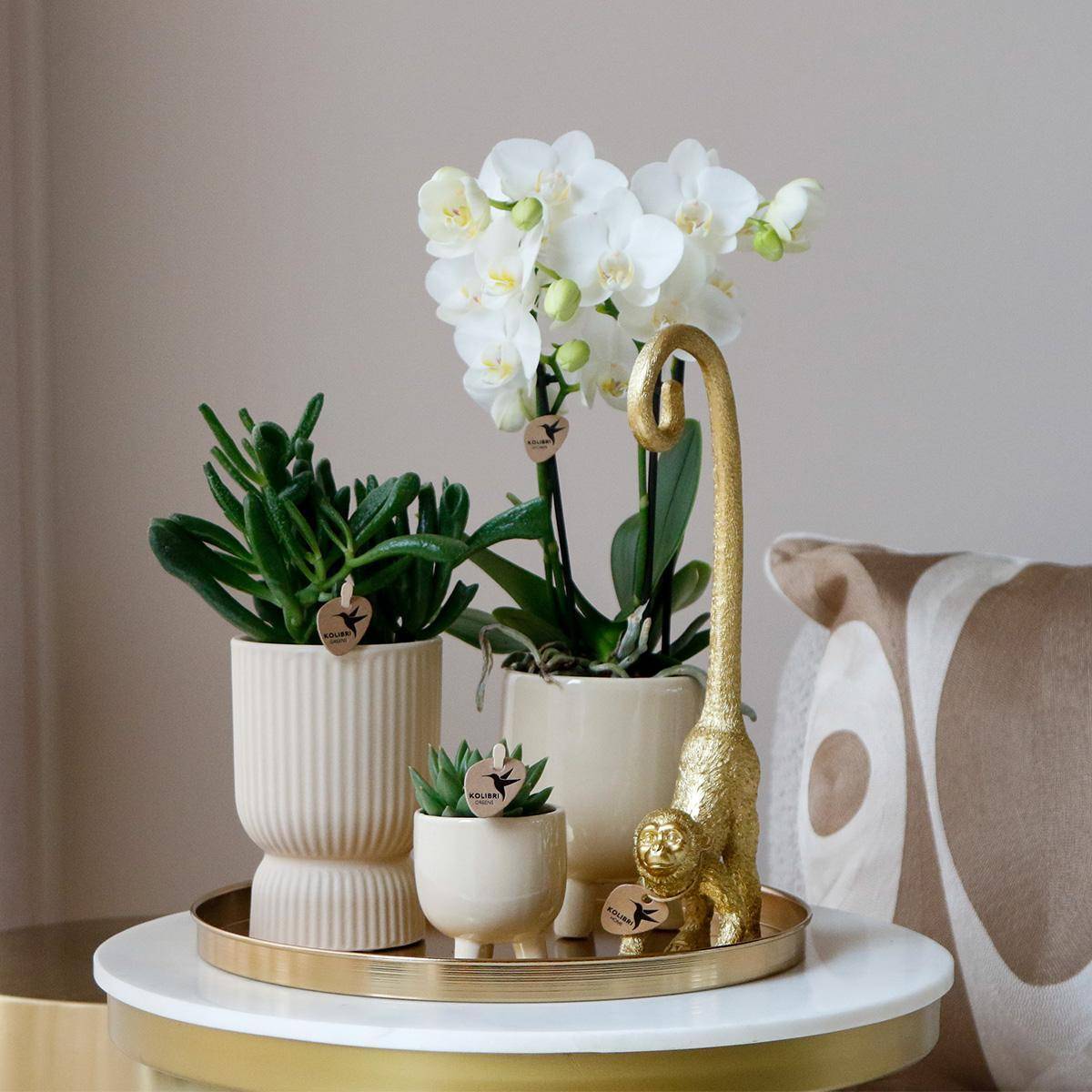 La Green Touch - Set Orchidée Blanche Phalaenopsis et Succulentes en Pots Céramique- La Green Touch - Image 2
