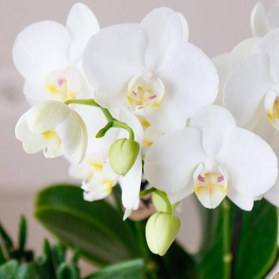 La Green Touch - Set Orchidée Blanche Phalaenopsis et Succulentes en Pots Céramique- La Green Touch - Image 6