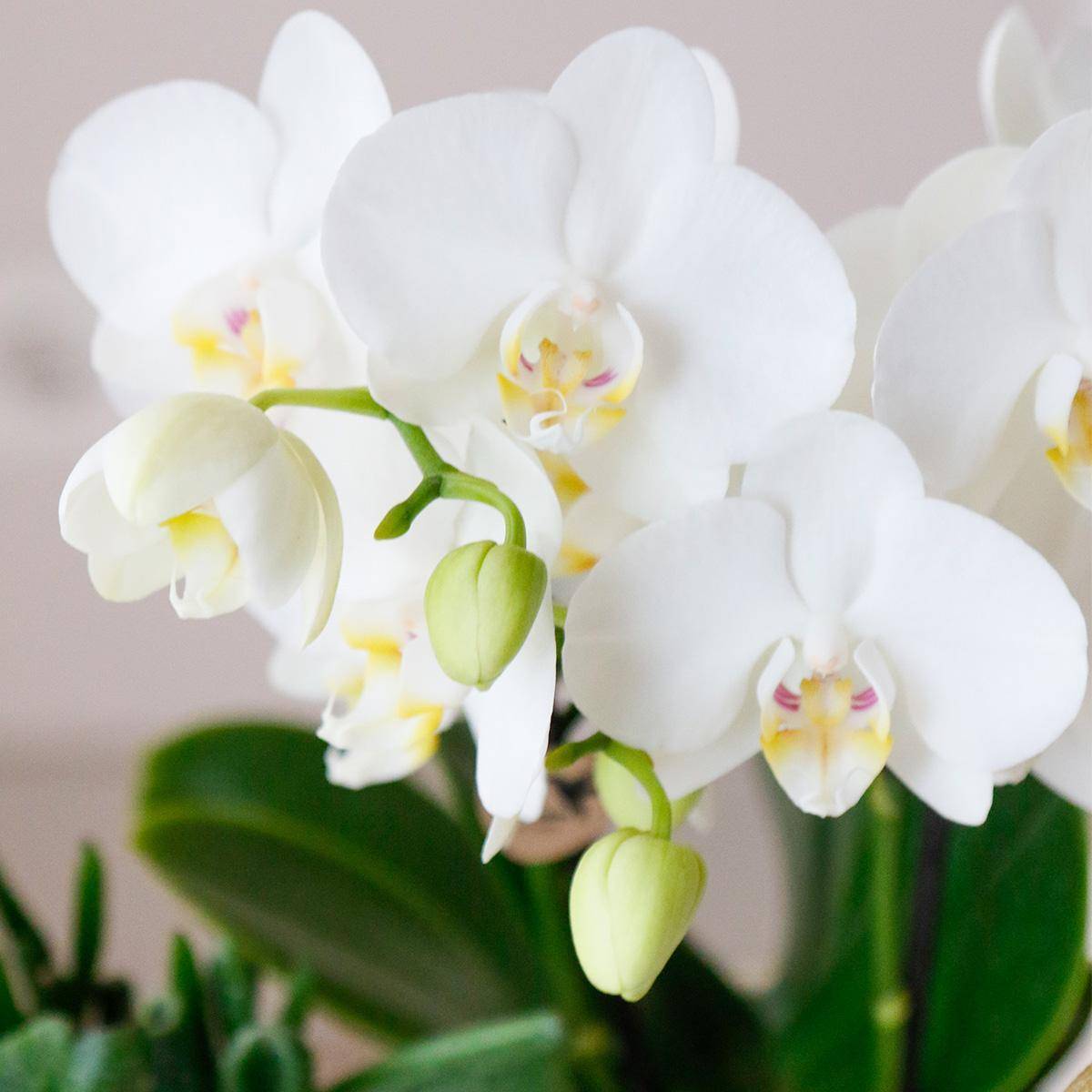 La Green Touch - Set Orchidée Blanche Phalaenopsis et Succulentes en Pots Céramique- La Green Touch - Image 6