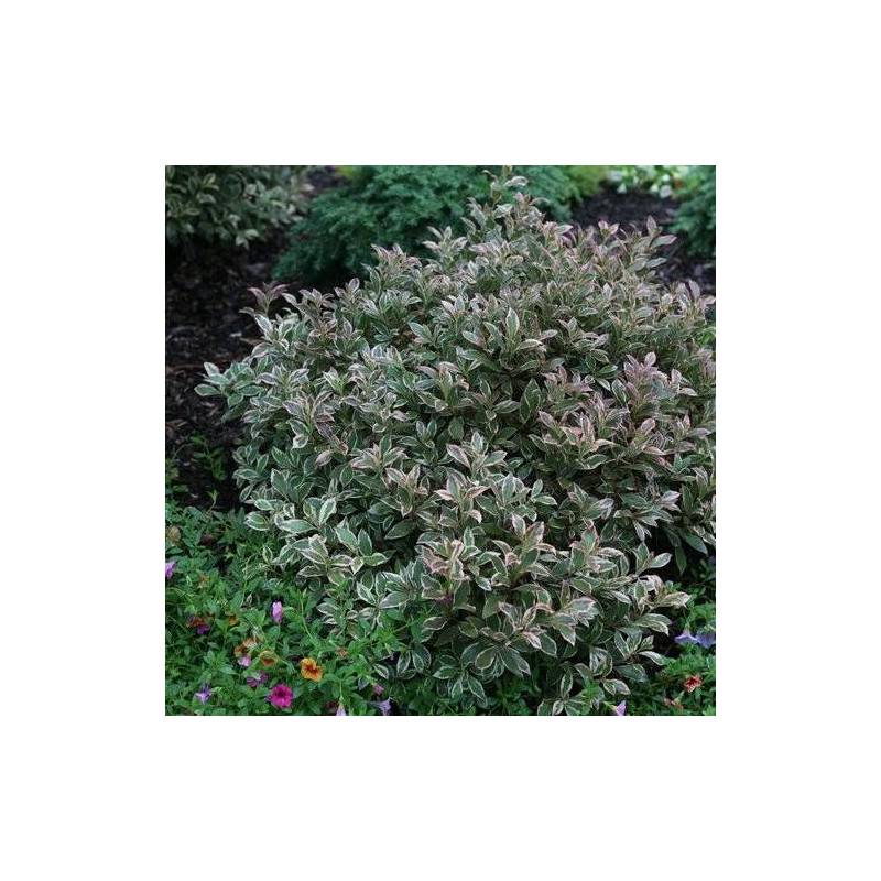 Weigela All Summer® Monet 'Verweig8', Weigelia à fleurs Blanche - feuillage Caduc - Pot de 4L - 40/60 cm-  hauteur à maturité De 1,00 m à 1,50 m - Imagen 2