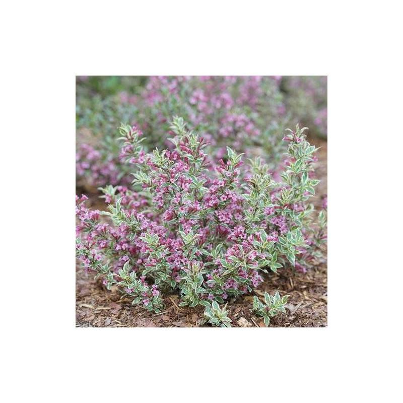 Weigela All Summer® Monet 'Verweig8', Weigelia à fleurs Blanche - feuillage Caduc - Pot de 4L - 40/60 cm-  hauteur à maturité De 1,00 m à 1,50 m - Imagen 1