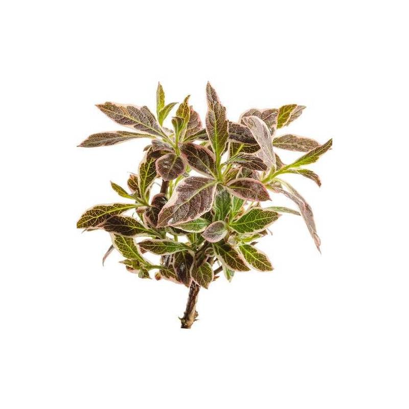 Weigela All Summer® Monet 'Verweig8', Weigelia à fleurs Blanche - feuillage Caduc - Pot de 4L - 40/60 cm-  hauteur à maturité De 1,00 m à 1,50 m - Imagen 3