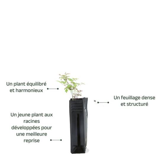 Clématite des haies (Clematis vitalba) - Godet - Taille 10cm - Pépinières Naudet - Image 3