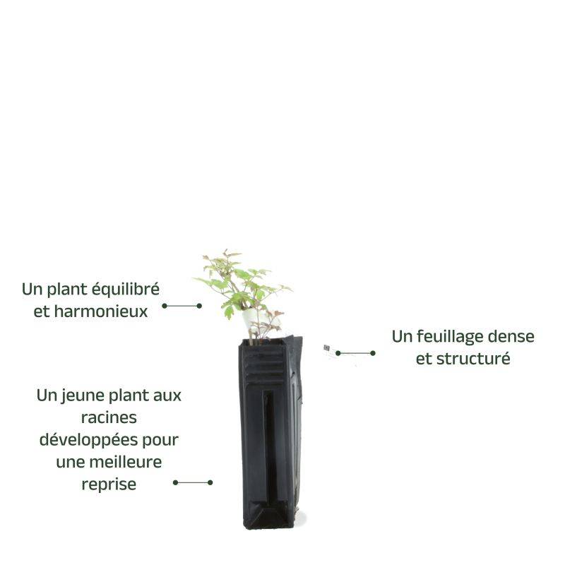 Clématite des haies (Clematis vitalba) - Godet - Taille 10cm - Pépinières Naudet - Image 3