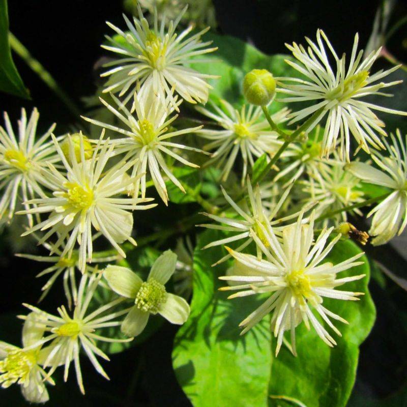 Clématite des haies (Clematis vitalba) - Godet - Taille 10cm - Pépinières Naudet - Image 1
