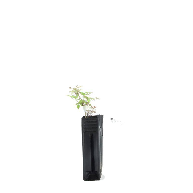 Clématite des haies (Clematis vitalba) - Godet - Taille 10cm - Pépinières Naudet - Image 2