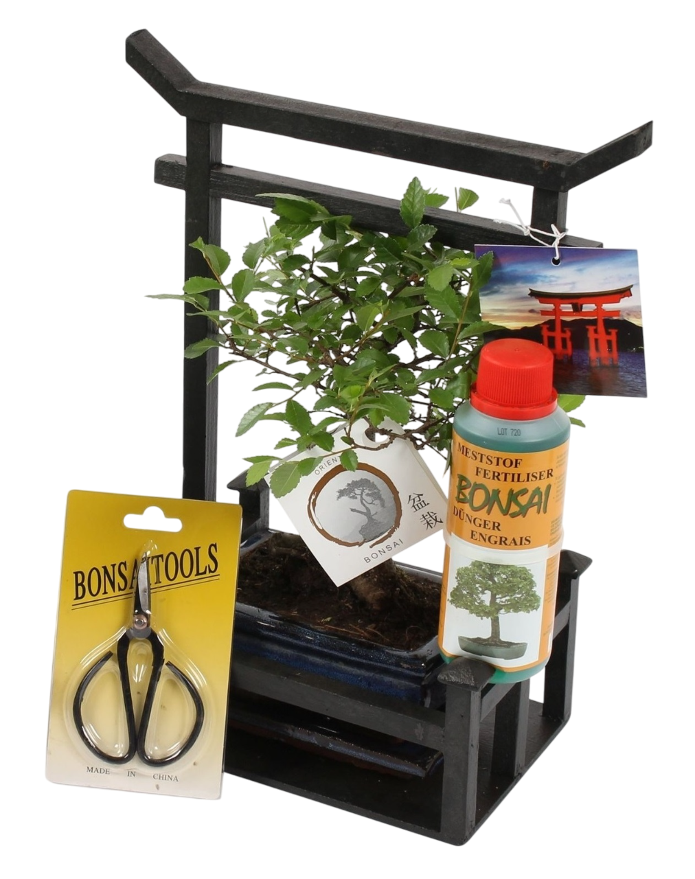 Kit de démarrage bonsaï - Bonsai - Hauteur 25-35cm - ⌀15cm - Image 1