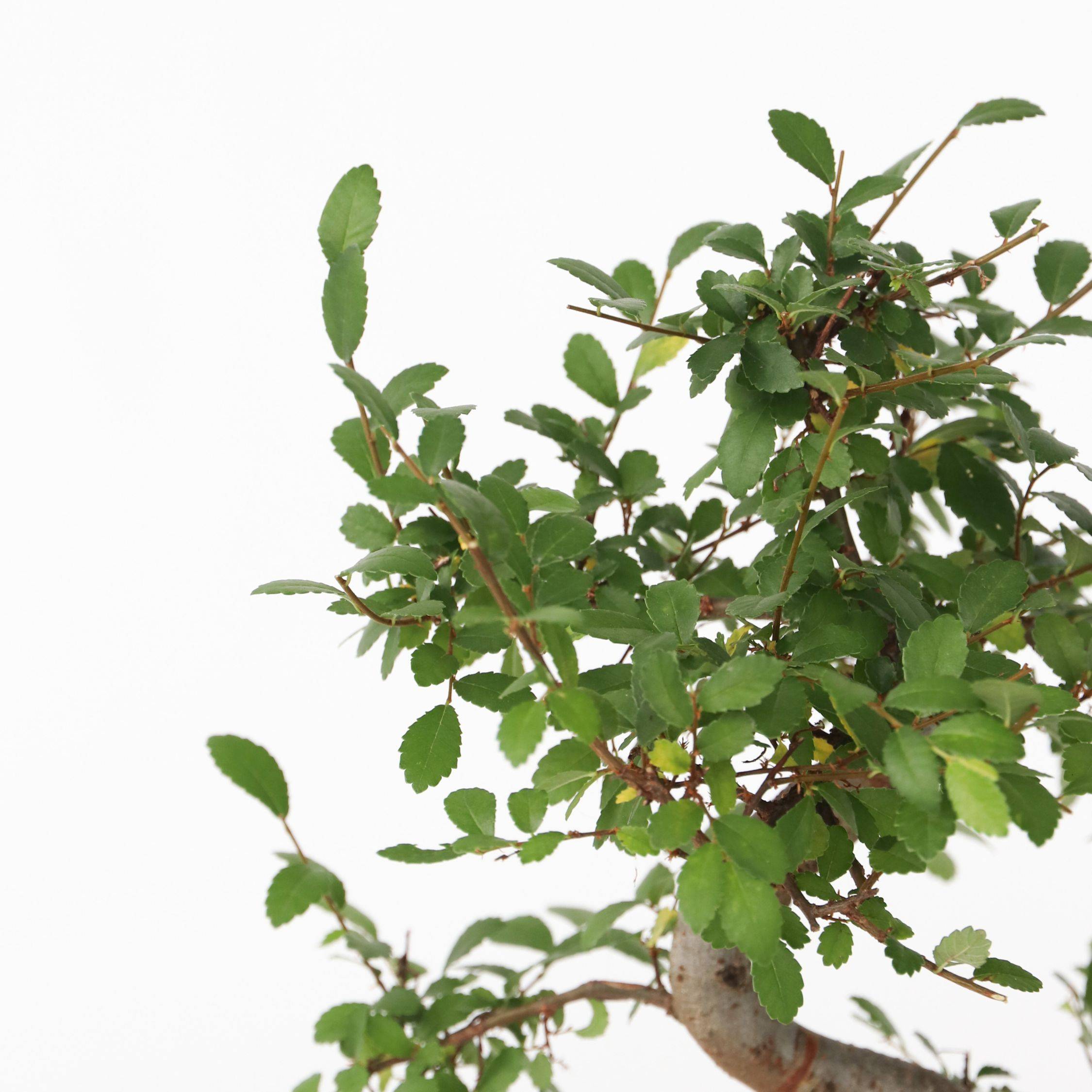 Kit de démarrage bonsaï - Bonsai - Hauteur 25-35cm - ⌀15cm - Image 4