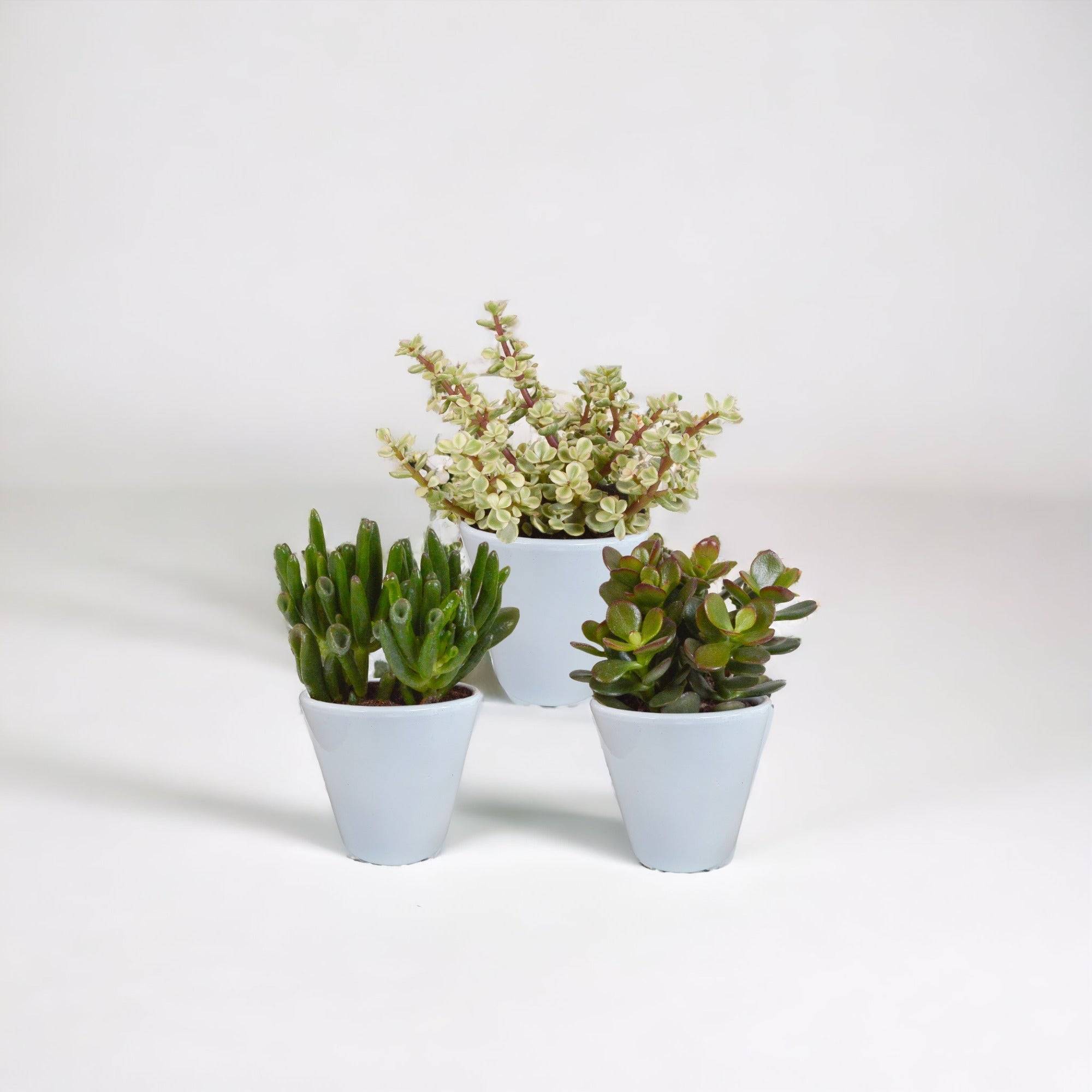 La Green Touch - Coffret crassula et ses caches-pots blancs - Lot de 3 plantes, h18cm- La Green Touch - Image 1