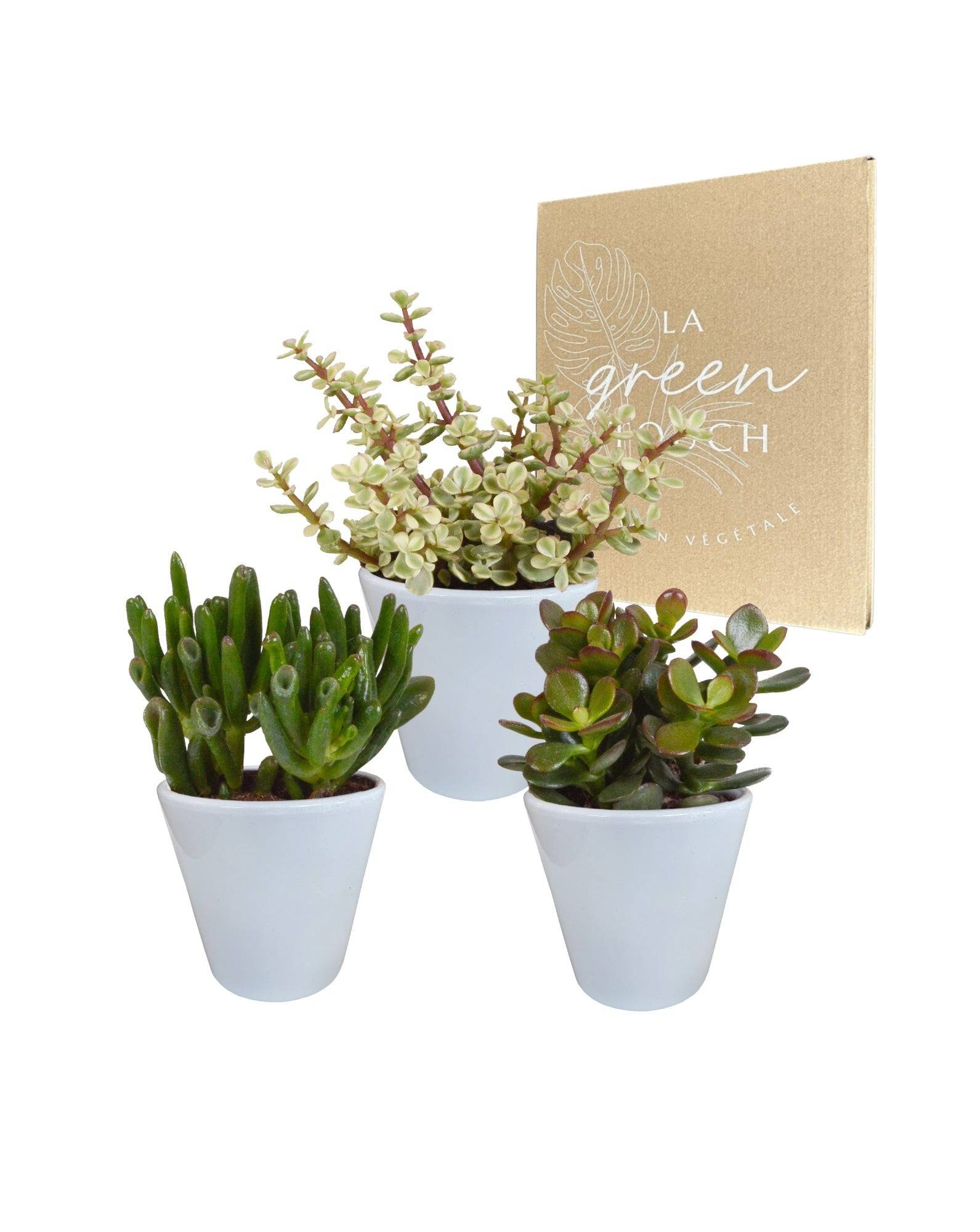 La Green Touch - Coffret crassula et ses caches-pots blancs - Lot de 3 plantes, h18cm- La Green Touch - Image 2