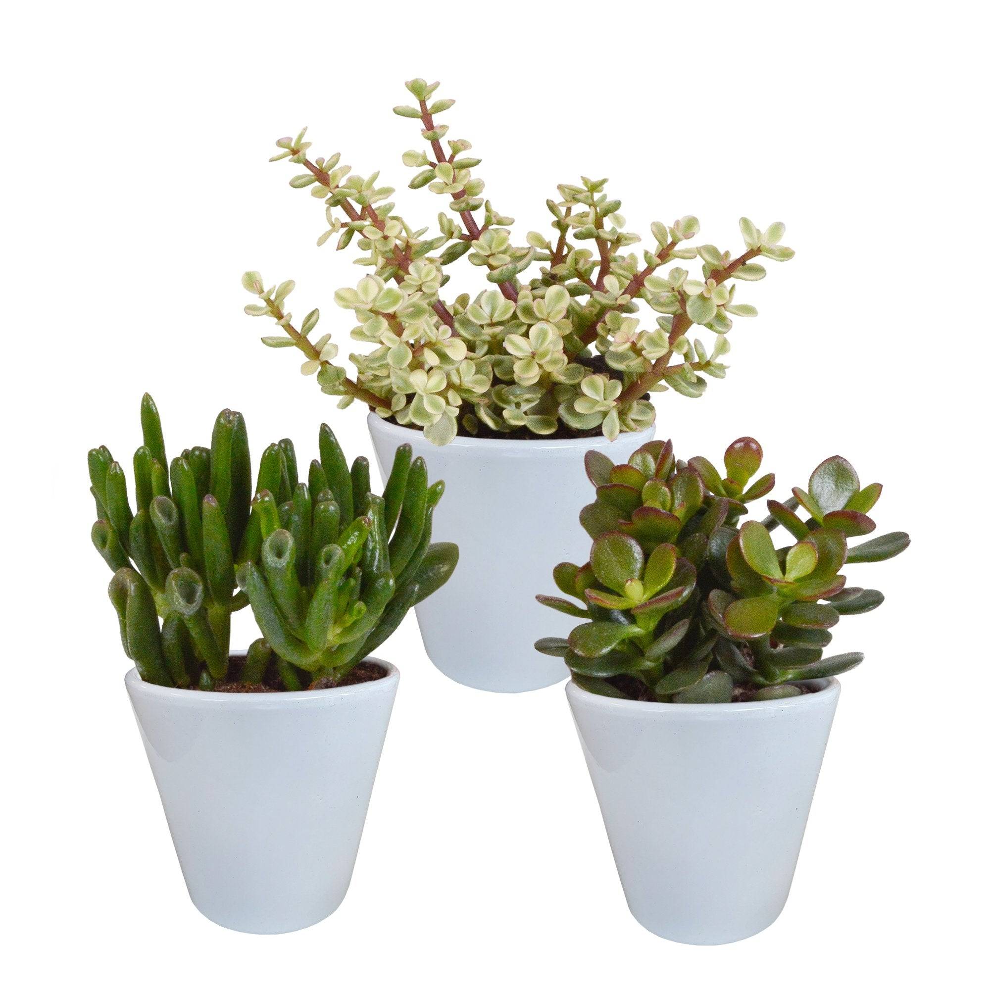 La Green Touch - Coffret crassula et ses caches-pots blancs - Lot de 3 plantes, h18cm- La Green Touch - Image 3
