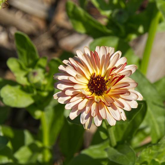 Promesse de Fleurs - Graines de Calendula officinalis Sunny Girl - Souci des Jardins le sachet de 50 graines environ (0,4g)