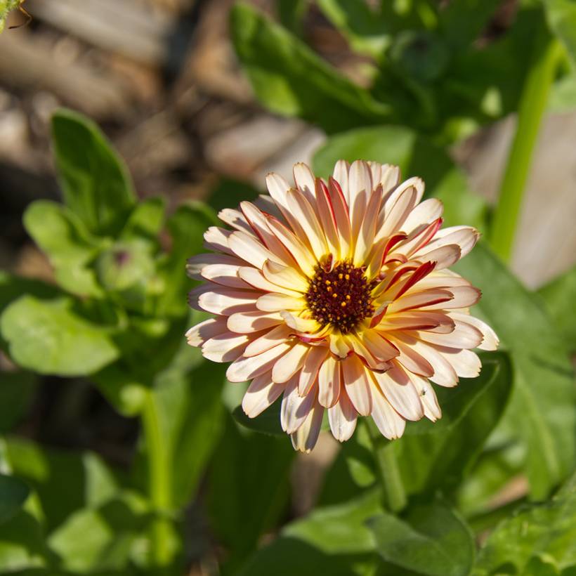 Promesse de Fleurs - Graines de Calendula officinalis Sunny Girl - Souci des Jardins le sachet de 50 graines environ (0,4g)